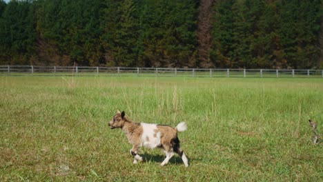 vaca solitaria de ternera corriendo libre en una granja rural verde