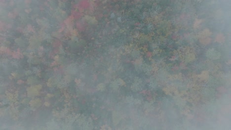 aerial top down view of misty autumn forest with colorful foliage