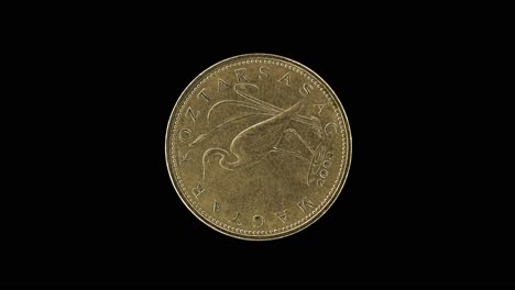 hungary 5 forint 2008 obverse with great white egret, macro loop on black background