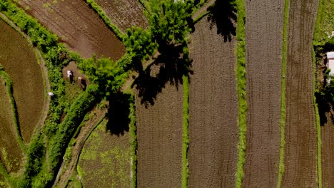 Aerial-lift-off-overhead-workers-in-a-rice-field-in-Bali