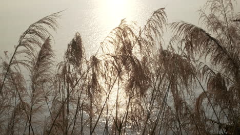 Slow-motion-of-beautiful-close-up-ecology-nature-landscape-with-meadow