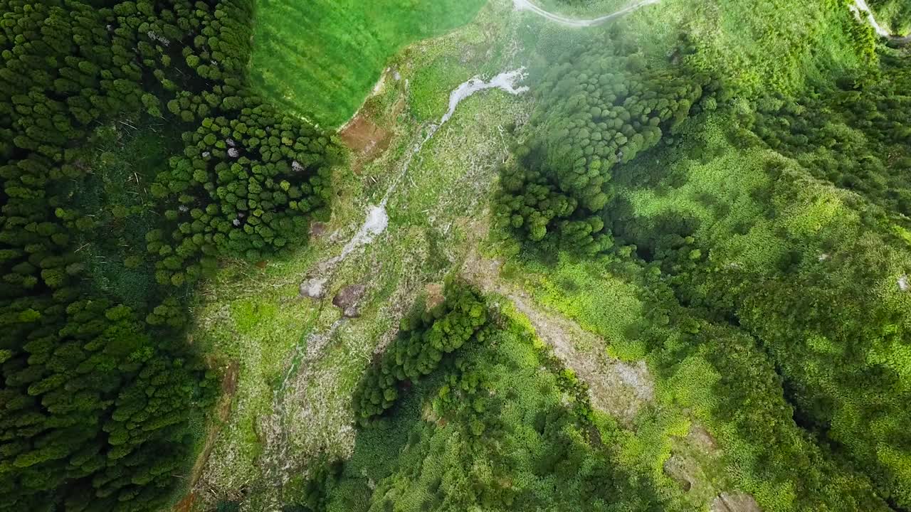 aéreo de arriba hacia abajo de arbustos verdosos, ascendiendo sobre las nubes convirtiéndose en blanco