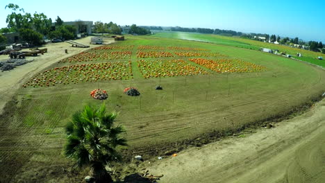 an aerial over a pumpkin patch