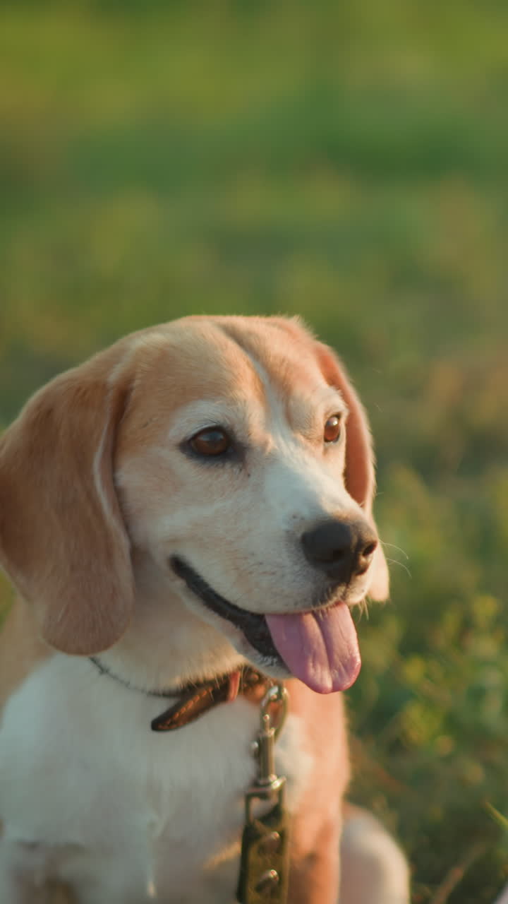 primer plano de un perro atento en una correa sentado en la hierba, mirando ansiosamente a un individuo levantando la mano arriba y abajo en un entorno al aire libre, con fondo con vegetación