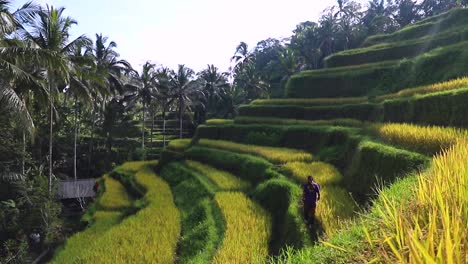 a man walking in the green rice terraces of ubud in a sunny morning day, bali - indonesia