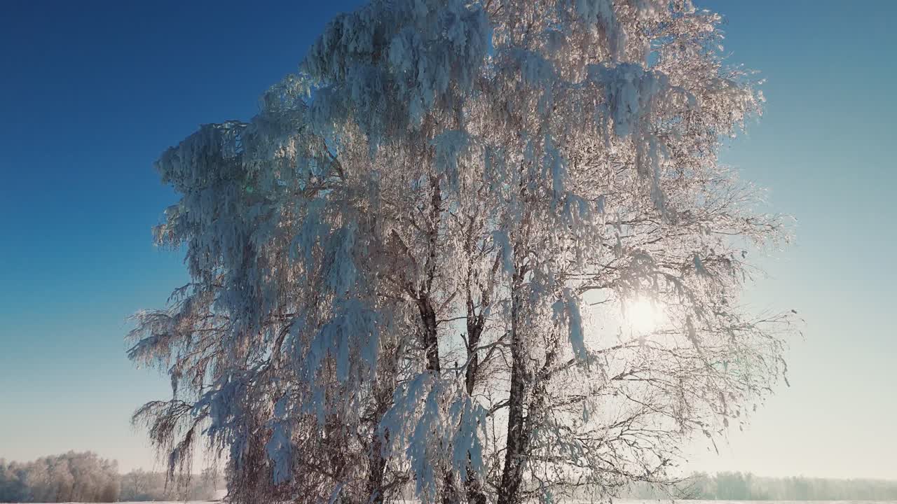 Winter Landscape with Snow Covered Trees and Blue Sky