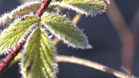 close-up pan away from green frosty leaves in sunlight, shallow dof