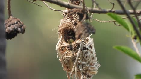 Kolibri-Im-Nest,-Nest-Bauen---Eier-