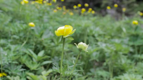 Some-footage-shot-during-a-daily-hike-in-Altopiano-dei-Sette-Comuni,-Veneto,-Italy