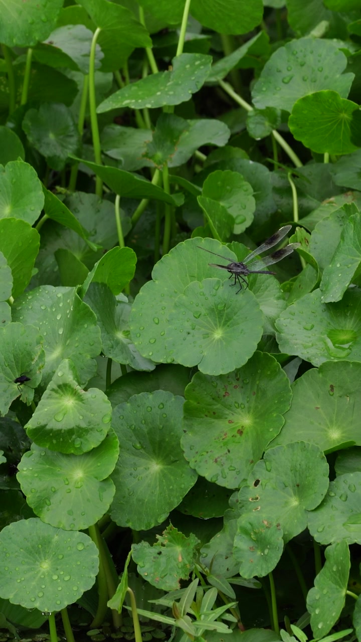 A vertical close-up highlights a four-spotted pennant dragonfly resting on water pennywort at Orange Lake in Central Florida, showcasing insect detail and lakeside habitat.
