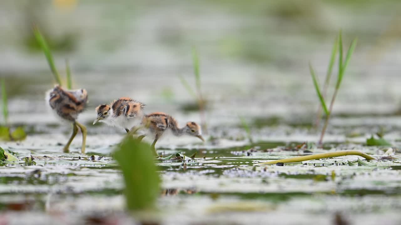 비오는 날에 떠다니는 잎에 먹이를 먹는 파산  ⁇ 리 자카나의 새끼들