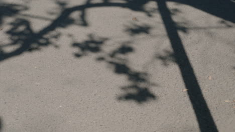 concrete ground with tree branches shadow on sunny afternoon breeze in tokyo, japan