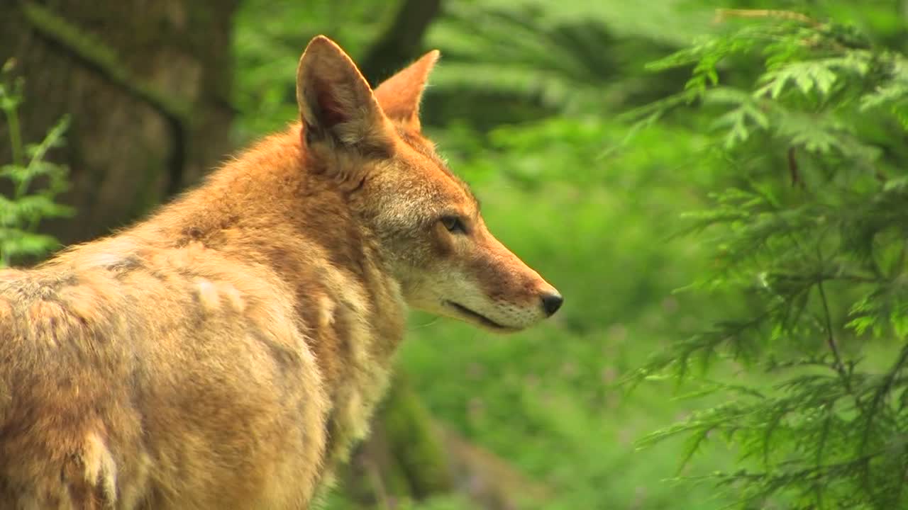 一只大猩猩站在森林里白天 大猩猩森林白天 狗 捕食者 动物 自然 荒野 美丽 哺乳动物