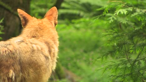 A-coyote-stands-in-a-forest-at-day-coyote-forest-day-dog-predator-animal-nature-wilderness-beauty-mammal