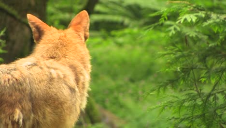 un coyote se encuentra en un bosque en el día coyote bosque día perro depredador animal naturaleza desierto belleza mamífero