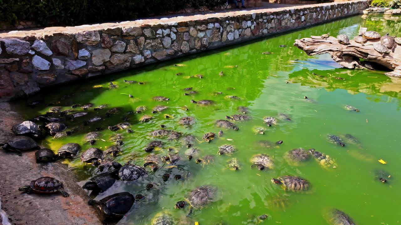 las tortugas se reúnen y nadan en aguas verdes turbias tomando el sol y flotando cerca de la pared de roca