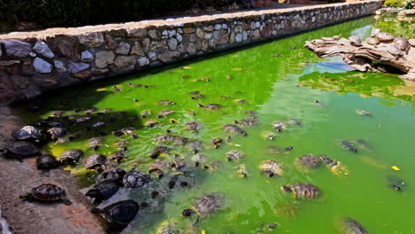 turtles gather and swim in murky green waters basking and floating near rock wall