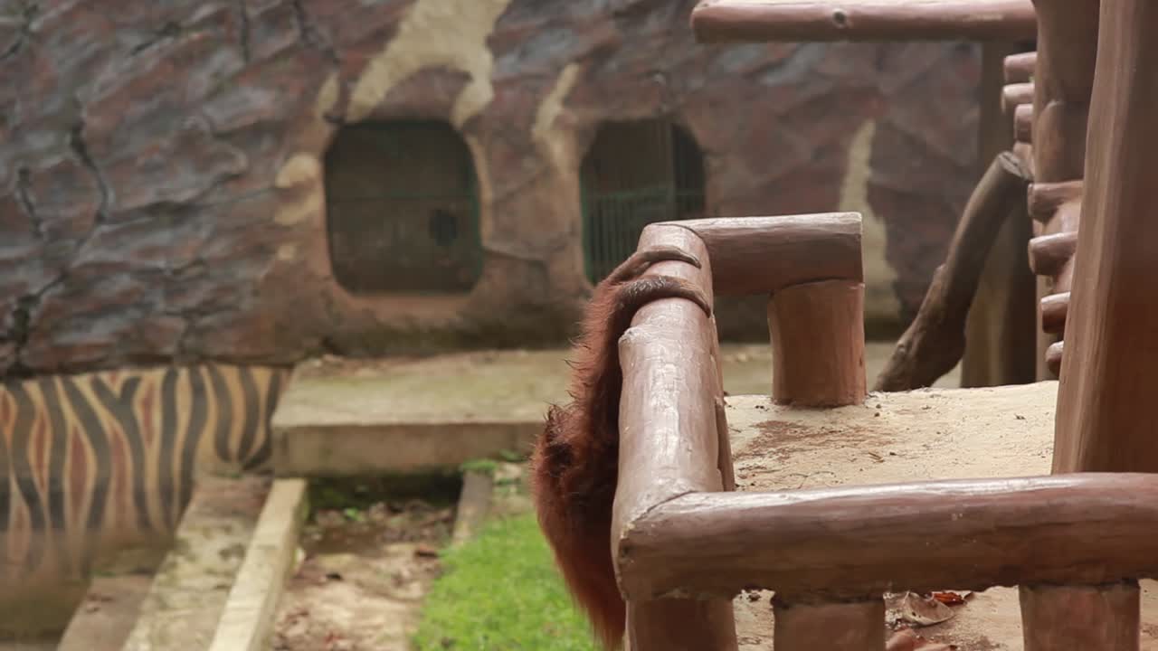 나무줄기를 가지고 노는 오랑우탄