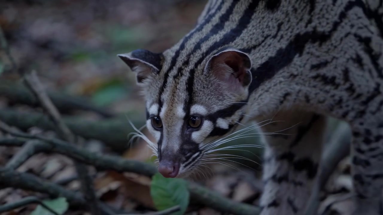 Kucing Macan Tutul Liar Berdiri Waspada di Habitat Alaminya