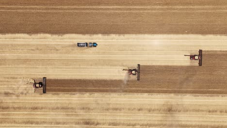 Experience-the-precision-and-power-of-a-large-scale-grain-harvesting-operation-as-the-fields-come-alive-with-activity