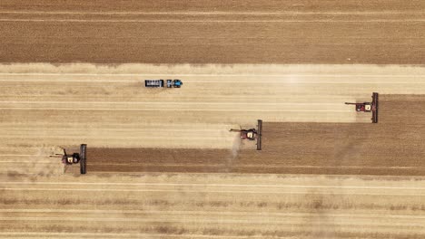experience the precision and power of a large-scale grain harvesting operation as the fields come alive with activity