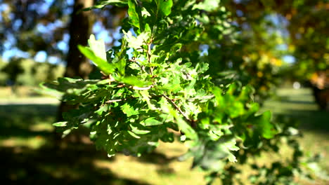 oak leaves hanging on the tree at sunny day