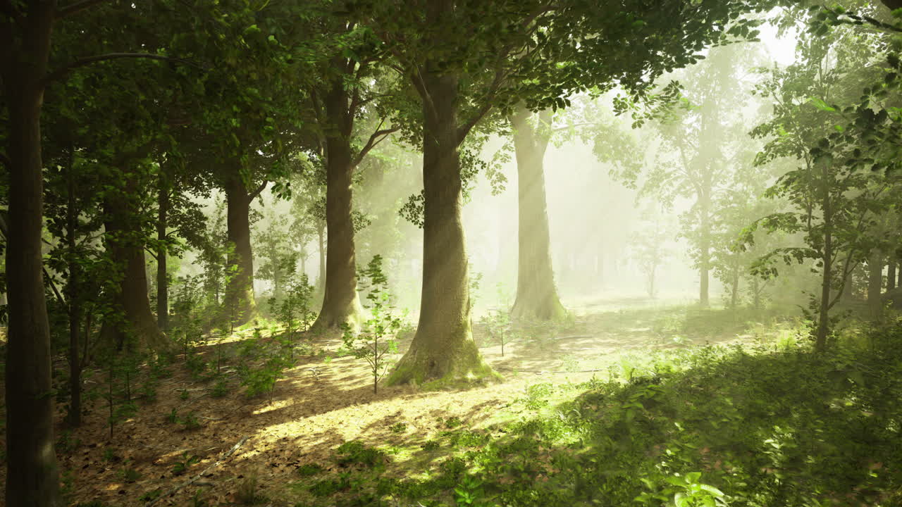 Sunlight filtering through trees in a tranquil forest during the morning