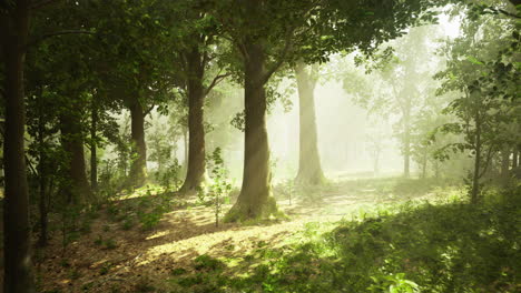 sunlight filtering through trees in a tranquil forest during the morning