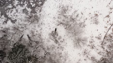 wildlife animals in icy winter landscape. moose eating tree branches in a cold snow covered winter day. aerial drone view of an elk in swampy area.