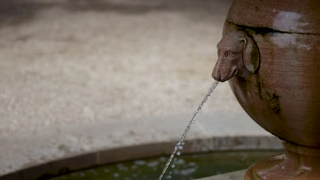 fuente ornamental de cabeza de perro