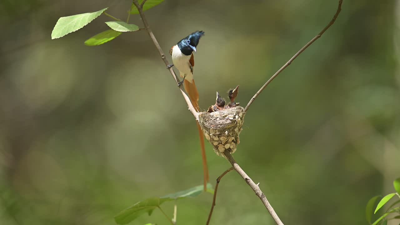 un hermoso ave del paraíso asiático macho alimentando a sus polluelos en el nido