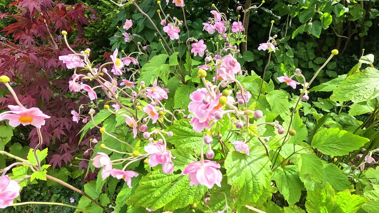 flores rosadas vibrantes en el follaje verde exuberante
