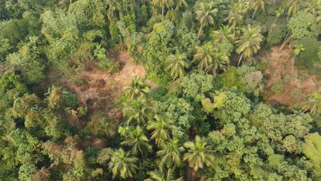 Toma-De-Vista-De-área-De-Selva-O-Bosque