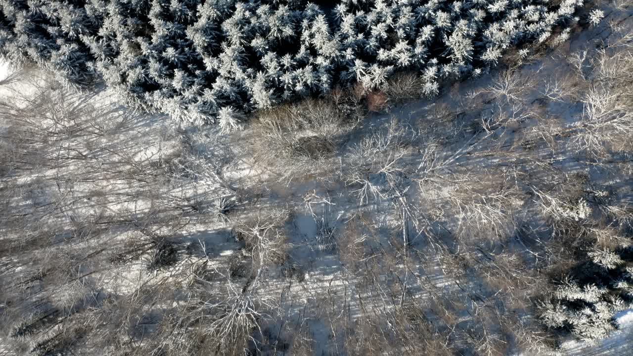 Aerial top down drone view of trees in sunny winter with snow covered ground. Evergreen forest alongside forest without leaves.