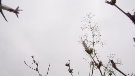 Low-Angle-Aufnahme-Eines-Flugzeugs,-Das-Durch-Die-Blumen-Fliegt