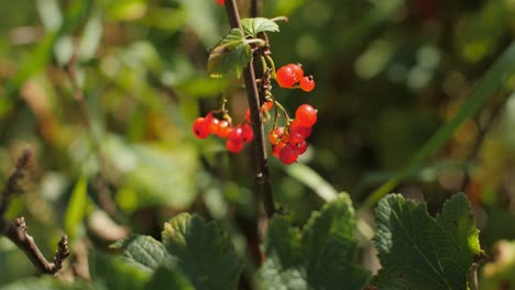 red currant on a stick growing in a forest 4k 50 fps