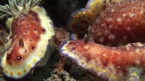 3 個裸 branchs chromodoris collingwoodi,一個更小的通過更大的一個接近另一個小的,近距離拍攝在沙地底部