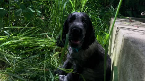 Cute-Spaniel-Puppy-Dog-sees-her-Owner-and-Boops-Camera,-Fixed-Close-Up