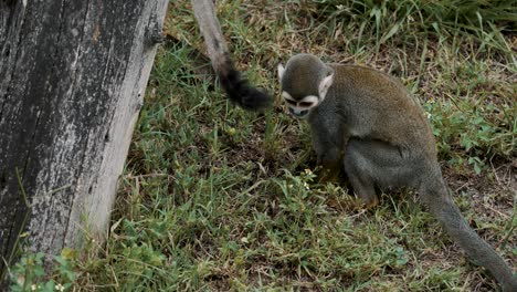 mono ardilla salta al tronco del árbol en el desierto