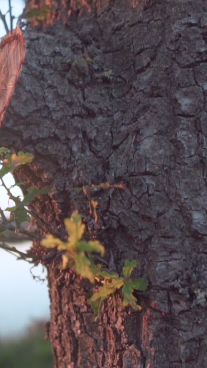 나무 질 이 있는 나무 줄기 의 근처