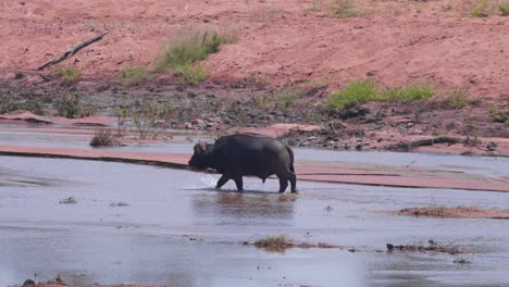 african buffalo bull wading in shallow river stream in savanna