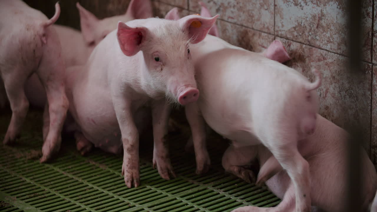 창고에 있는 돼지 새끼