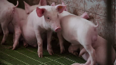 창고에 있는 돼지 새끼