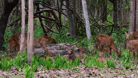 野生のシカは生息地の喪失と狩猟により絶滅危惧種に指定されている