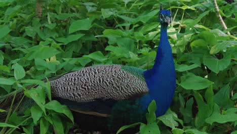 vibrant blue male peacock standing among small bushes in new caledonia