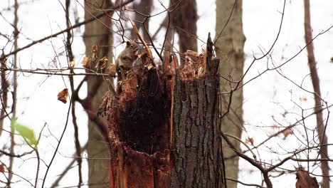 slowmotion shot of a red squirrel standing still on top of a broken tree stump with snow falling