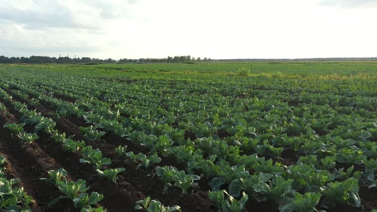 Cabbage plantation in the field. Vegetables grow in a rows. Aerial view from drone