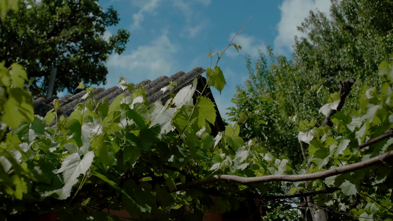 백그라운드에서 집 지붕이 있는 포도 덩굴 식물을 닫습니다.