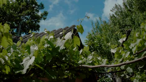 grape vine plant with house roof in the background, close up