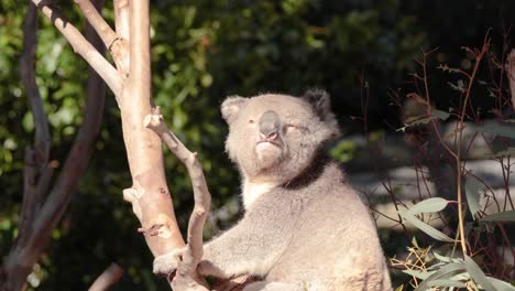 koala sitting in a eucalyptus tree, looking around